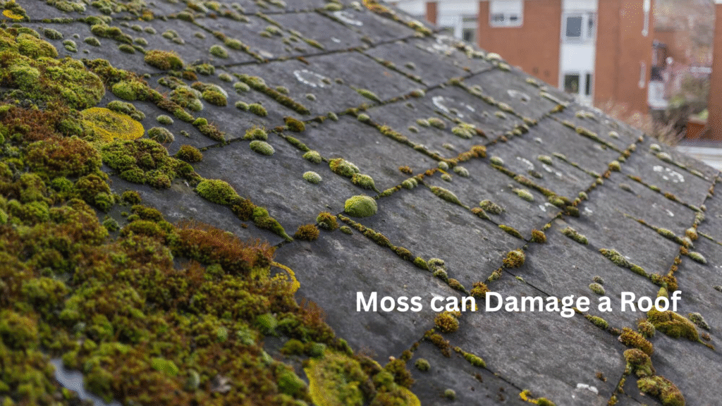 Moss can Damage a Roof